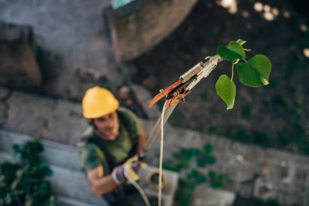 Best Storm Damage Tree Cleanup  in Pasadena, MD